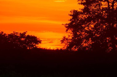 günbatımı güzel renkli manzara ve siluet ağacında gökyüzü twilight saat