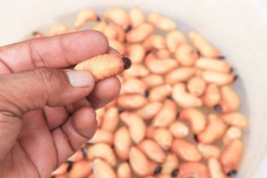 Sagopa kajmer böceği veya solucan palm weevil kırmızı çekimde el (Rhynchophorus ferrugineus) popüler gıda larva Güney Tayland
