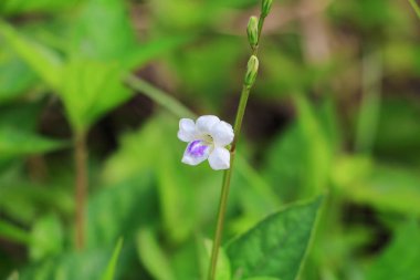 beyaz çiçek çiçek çimlere güzel küçük arka plan