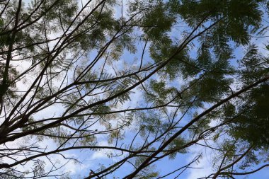 gökyüzü arka plan üzerinde orman içinde güzel ağaç dal yaprak gölge