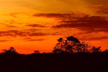 günbatımı güzel renkli manzara siluet ağaç dağ ve gökyüzünde twilight saat