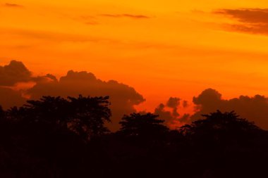 günbatımı güzel renkli manzara ve siluet ağacında gökyüzü twilight saat