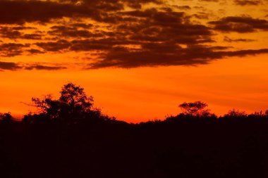 günbatımı güzel renkli manzara siluet ağaç dağ ve gökyüzünde twilight saat