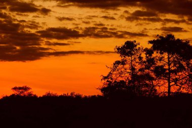 günbatımı güzel renkli manzara siluet ağaç dağ ve gökyüzünde twilight saat