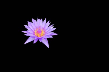 Siyah arka plan ve kırpma yolu izole lotus çiçek mor güzel