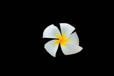Plumeria çiçek beyaz siyah arka plan ve kırpma yolu (ortak adı pocynaceae, Frangipani, Pagoda ağaç, tapınak ağaç izole )