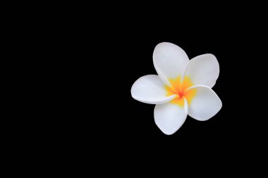 Plumeria çiçek beyaz siyah arka plan ve kırpma yolu (ortak adı pocynaceae, Frangipani, Pagoda ağaç, tapınak ağaç izole )