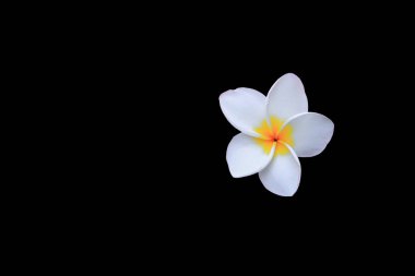 Plumeria çiçek beyaz siyah arka plan ve kırpma yolu (ortak adı pocynaceae, Frangipani, Pagoda ağaç, tapınak ağaç izole )