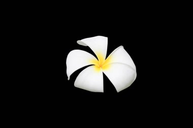 Siyah arka plan ve kırpma yolu (ortak ad pocynaceae, Frangipani, Pagoda ağacının, tapınak ağaç izole Plumeria çiçek )