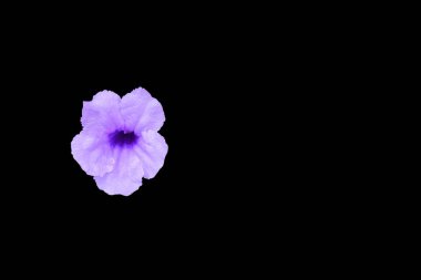 Haşhaş kapsülü çiçek mor siyah arka plan ve kırpma yolu izole (bilimsel adı, Watrakanu, Minnie kök, Feverroot, Cracker bitki, Trai-Hayır, Toi ting)