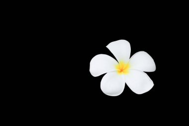 Siyah arka plan ve kırpma yolu (ortak ad pocynaceae, Frangipani, Pagoda ağacının, tapınak ağaç izole Plumeria çiçek )