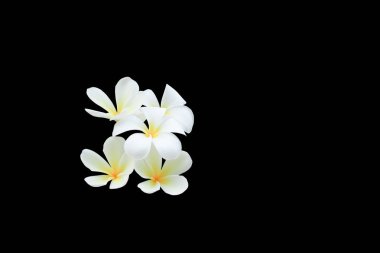 Siyah arka plan ve kırpma yolu (ortak ad pocynaceae, Frangipani, Pagoda ağacının, tapınak ağaç izole Plumeria çiçek )