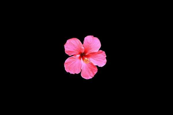 Hibiscus Flower Red Beautiful Isolated Black Background Clipping Path — Stock Photo, Image