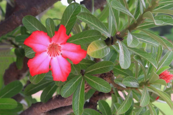 Роза Пустелі Тропічний Квітка Дерева Або Impala Лілія Красиві Рожеві — стокове фото