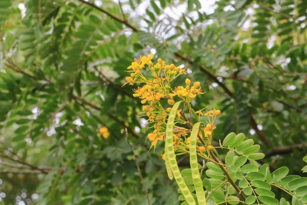 Orman, gökyüzü arka plan üzerinde alt görünümü içinde güzel ağaç dal yaprak