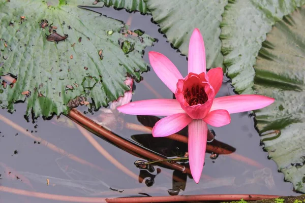 Lilly Lotos Różowy Wodzie Piękne — Zdjęcie stockowe