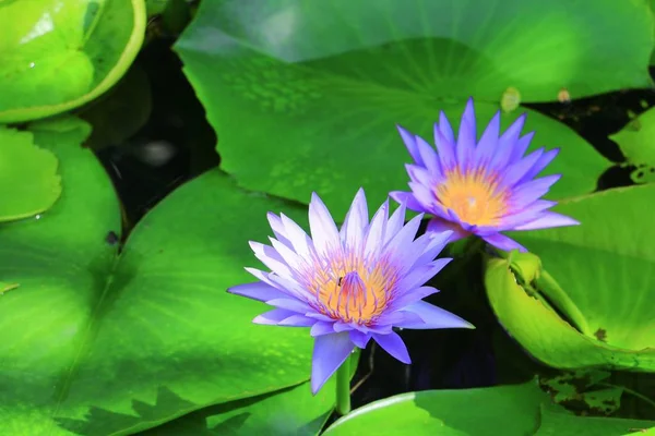 Lotus çiçek ya da su lilly mor güzel doğa