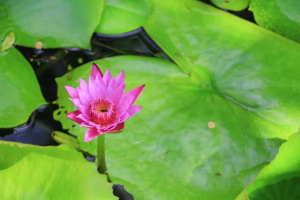 自然で美しいピンクの蓮の花や水のリリー — ストック写真