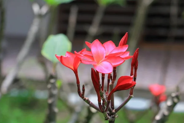 Plumeria Květina Červená Nebo Pouštní Růže Krásné Stromě Společný Název — Stock fotografie