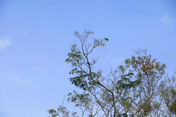 Hoja Rama Árbol Hermoso Bosque Vista Inferior Sobre Fondo Del — Foto de Stock