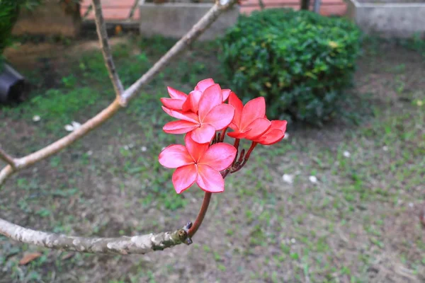 Plumeria Flor Roja Rosa Del Desierto Hermosa Árbol Nombre Común — Foto de Stock
