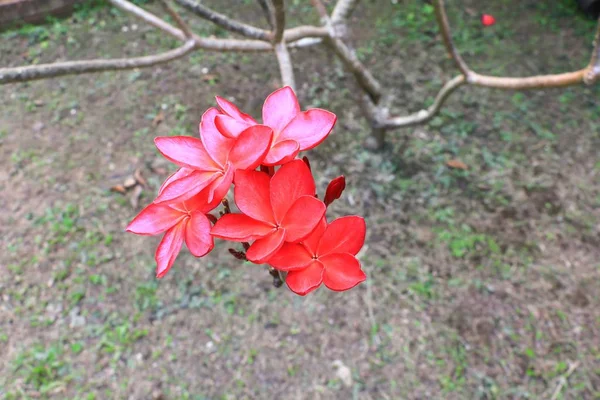Plumeria Flor Roja Rosa Del Desierto Hermosa Árbol Nombre Común — Foto de Stock