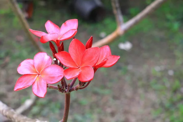 Kwiat Plumeria Czerwony Lub Pustyni Róża Piękna Drzewie Nazwa Zwyczajowa — Zdjęcie stockowe