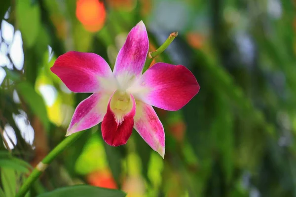 Фіолетова Квітка Орхідеї Природному Красивому — стокове фото