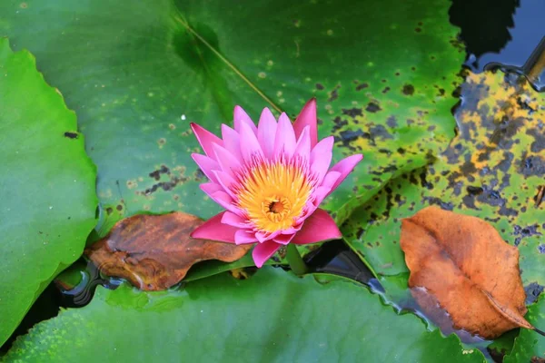 Lotusblume Oder Seerose Rosa Schön Der Natur — Stockfoto