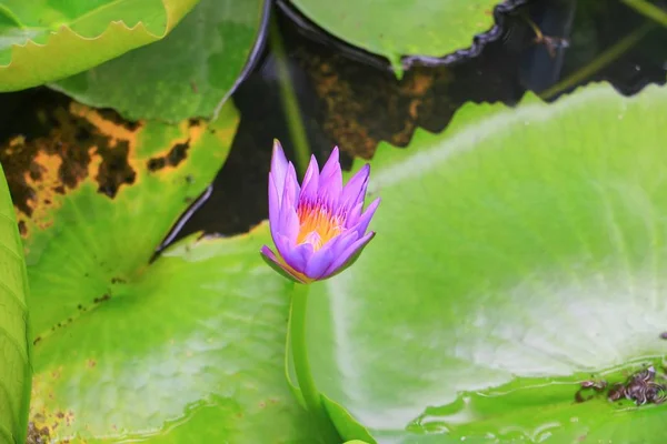 自然で美しい紫の蓮の花や水のリリー — ストック写真