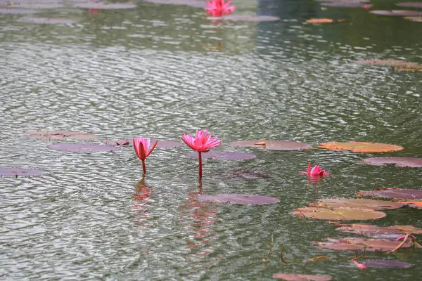Лотос Лилово Розовый Воде Красивый — стоковое фото