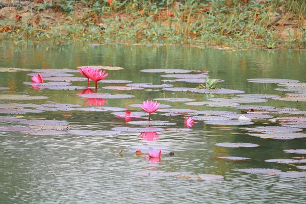 Lotuslilie Rosa Auf Wasser Schön — Stockfoto
