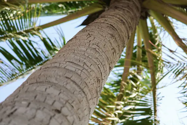 güzel avuç içi Hindistan cevizi ağacı alttan görünüm