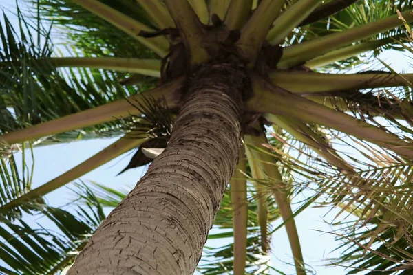 Schöne Palmen Kokospalmen Von Unten Gesehen — Stockfoto