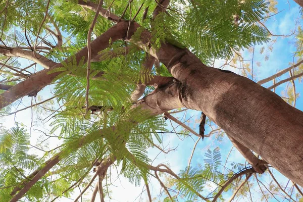 dal ve yaprak beyaz arka plan, alt görünümü üzerinde orman içinde güzel ağaç