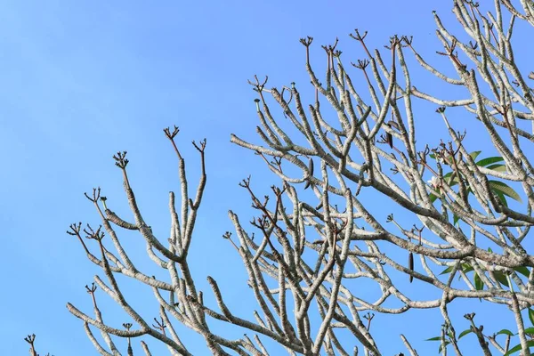 Rama Plumeria Flor Árbol Hermoso Bosque Fondo Del Cielo — Foto de Stock