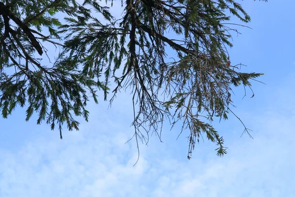 Folha Ramo Árvore Bonita Floresta Fundo Céu — Fotografia de Stock