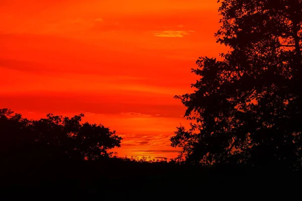 günbatımı güzel renkli manzara ve siluet ağacında gökyüzü twilight saat