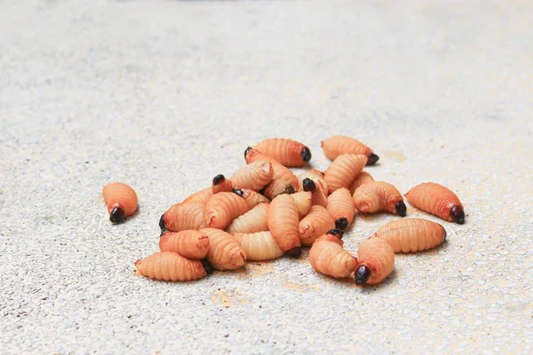 Escarabajo Sago Gusano Palma Weevil Rojo Movimiento Mesa Pulido Ston — Foto de Stock