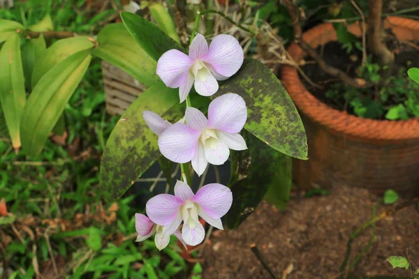 mor orkide çiçek güzel yakın çekim bahçede