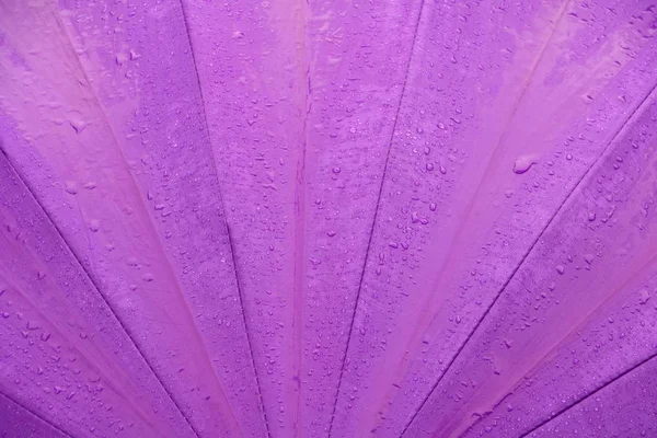 rain water drop on purple umbrella background with copy space for add text
