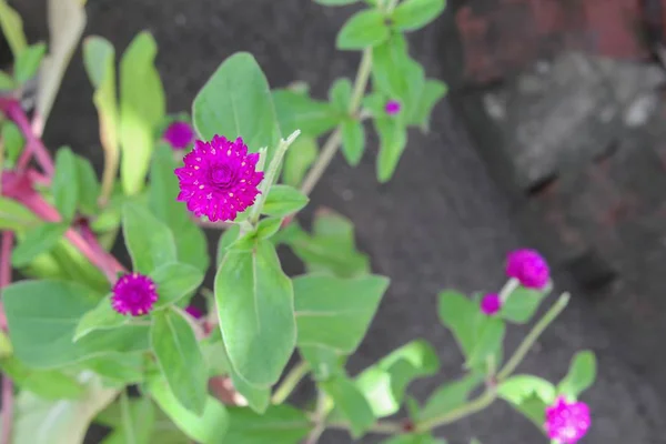 Küresel Amararanth Veya Gomphrena Parlak Çiçeği Bahçede — Stok fotoğraf