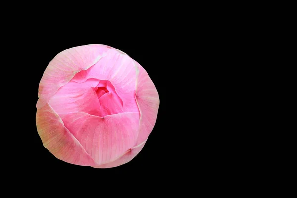 Lotus Çiçeği Güzel Yumuşak Arka Plan Siyah Arka Plan Kırpma — Stok fotoğraf