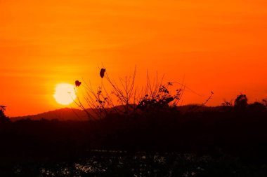 ağaç siluet ve gökyüzü twilight saat günbatımı güzel renkli manzarada