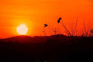 ağaç siluet ve gökyüzü twilight saat günbatımı güzel renkli manzarada