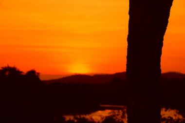 ağaç siluet ve gökyüzü twilight saat günbatımı güzel renkli manzarada