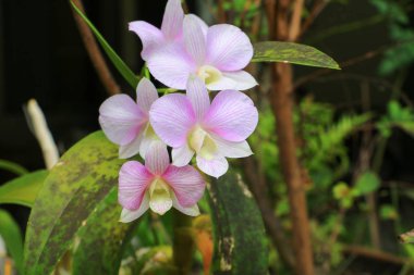 mor orkide çiçek güzel yakın çekim bahçede