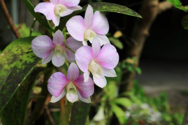 mor orkide çiçek güzel yakın çekim bahçede