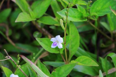 beyaz çiçek çiçek çimlere güzel küçük arka plan