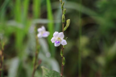 beyaz çiçek çiçek çimlere güzel küçük arka plan